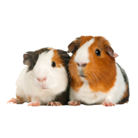 Imagem do produto Porquinho da Índia